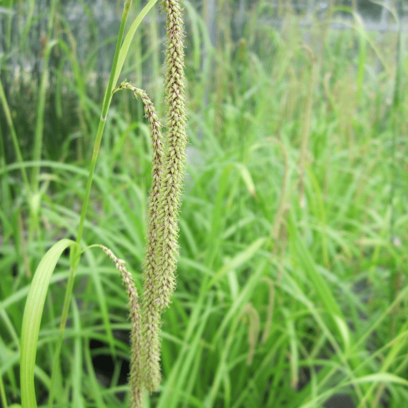 Carex Pendula Pendulous Sedge