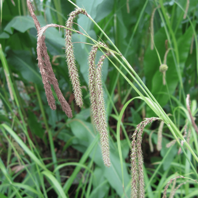 Carex Pendula Pendulous Sedge