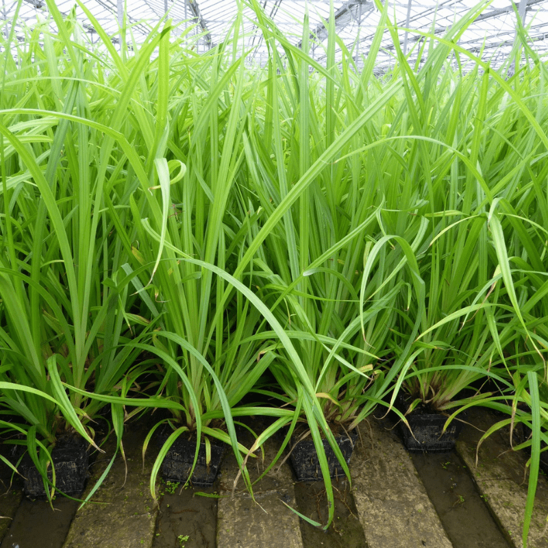 Carex Pendula Pendulous Sedge