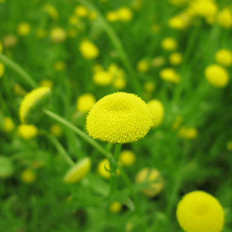 Cotula Coronopifolia Brass Buttons