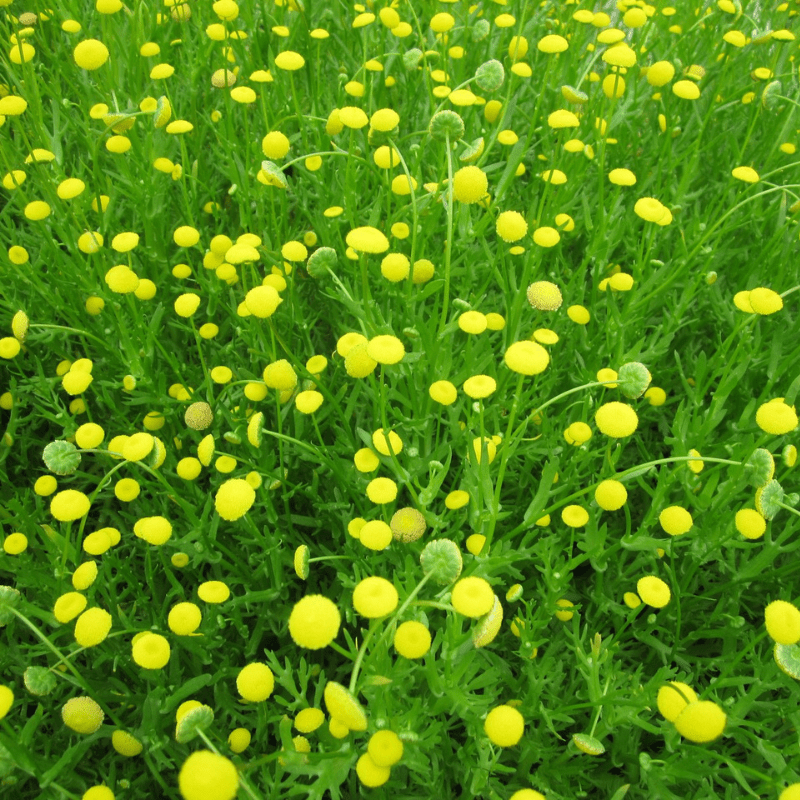 Cotula Coronopifolia Brass Buttons