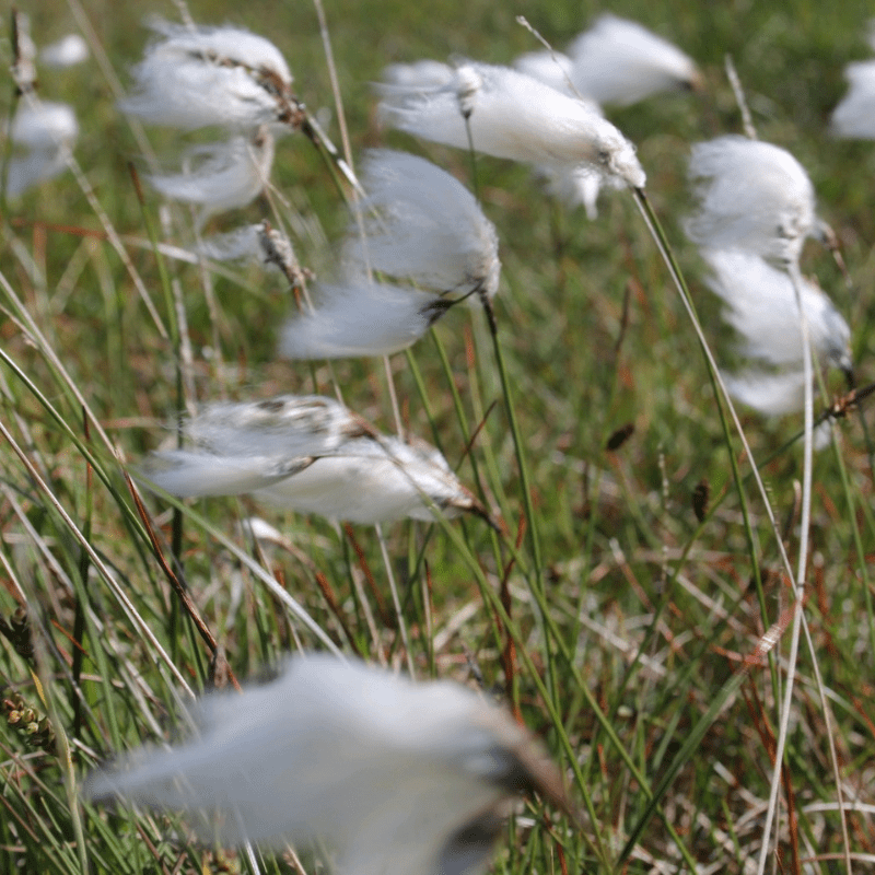 Eriophorum Angustifolium Common Cotton Grass