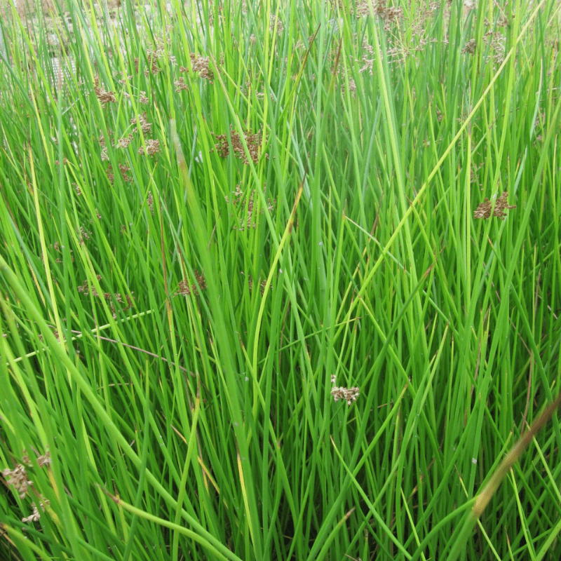 Juncus Effusus Soft Rush