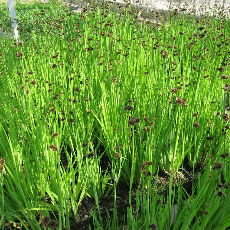 Juncus Ensifolius Swordleaf Rush