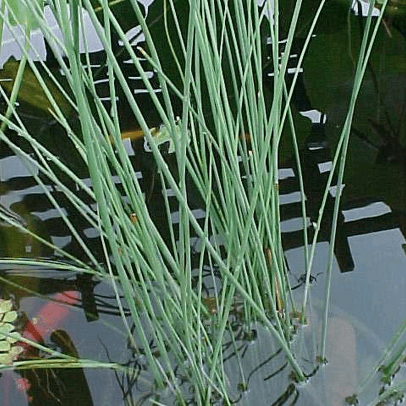 Juncus Inflexus Hard Rush