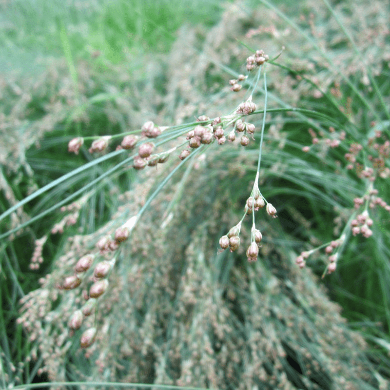 Juncus Maritimus Sea Rush