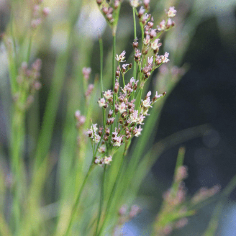 Juncus Maritimus Sea Rush