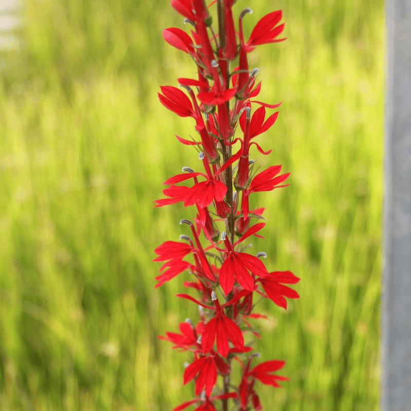 Lobelia Fulgens Queen Victoria