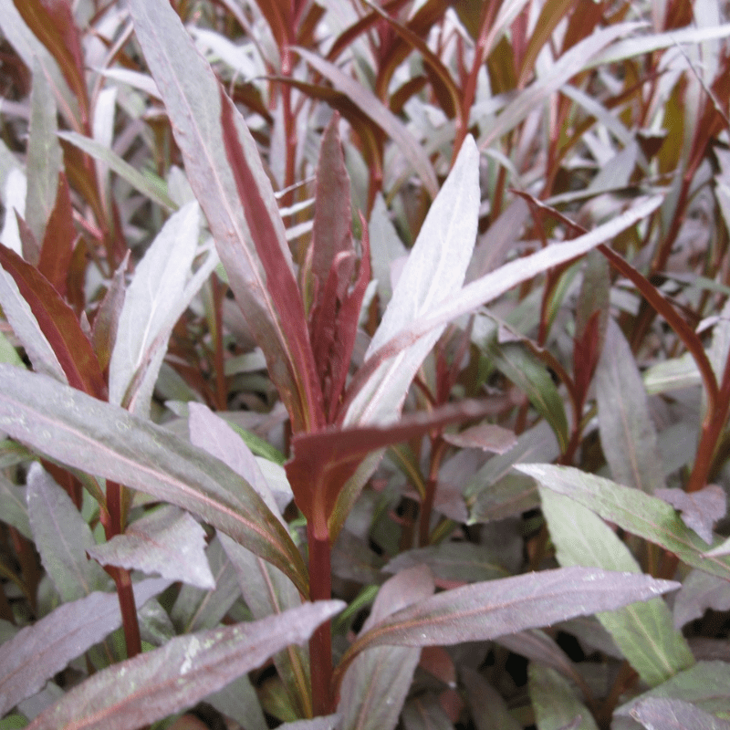 Lobelia Fulgens Queen Victoria