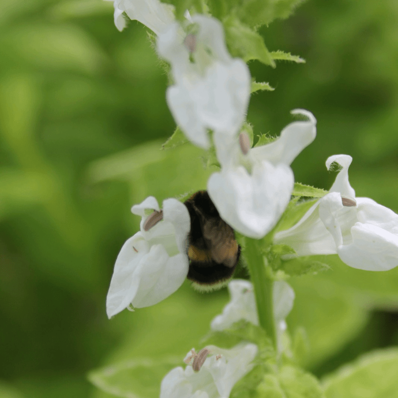 Lobelia Siphilitica Alba