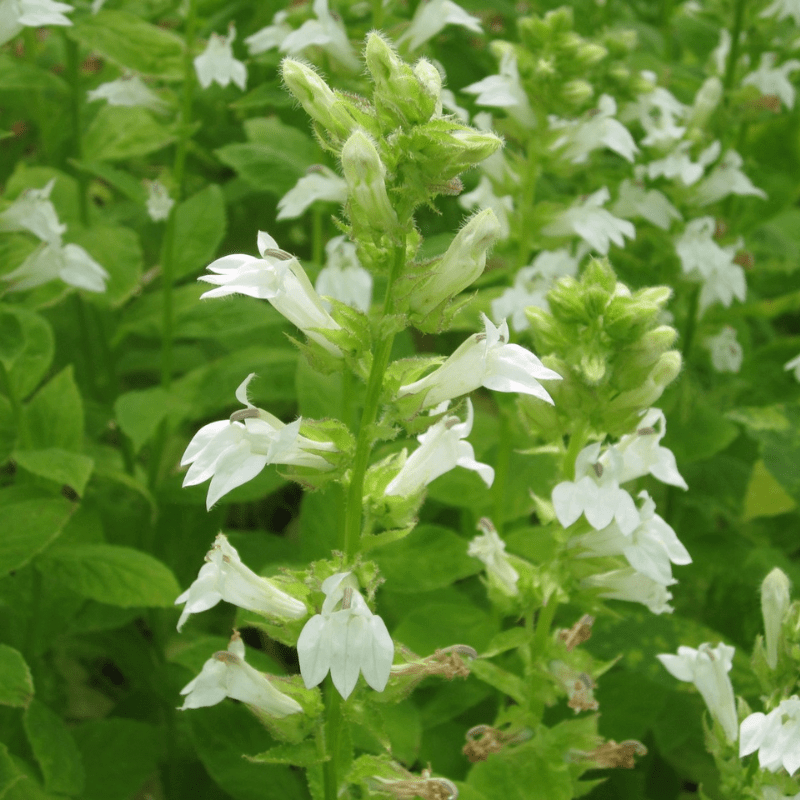 Lobelia Siphilitica Alba