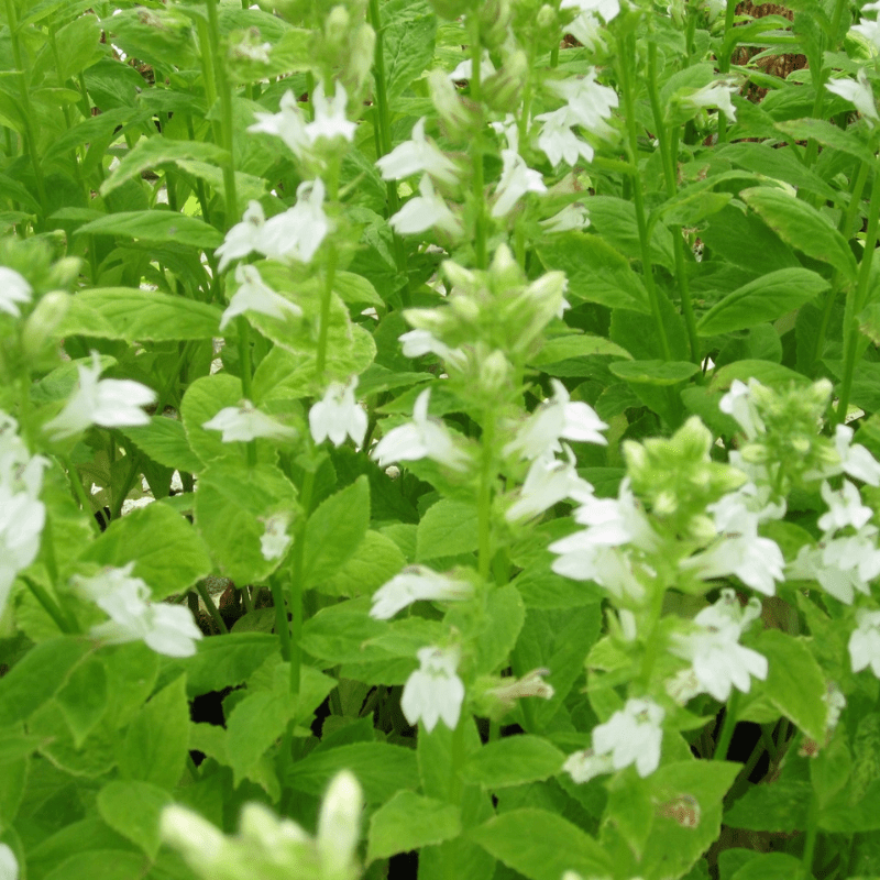 Lobelia Siphilitica Alba