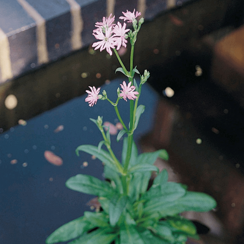 Lychnis Flos Cuculi Ragged Robin