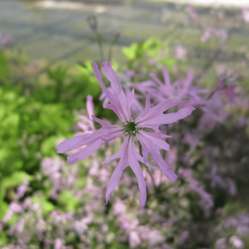 Lychnis Flos Cuculi Ragged Robin