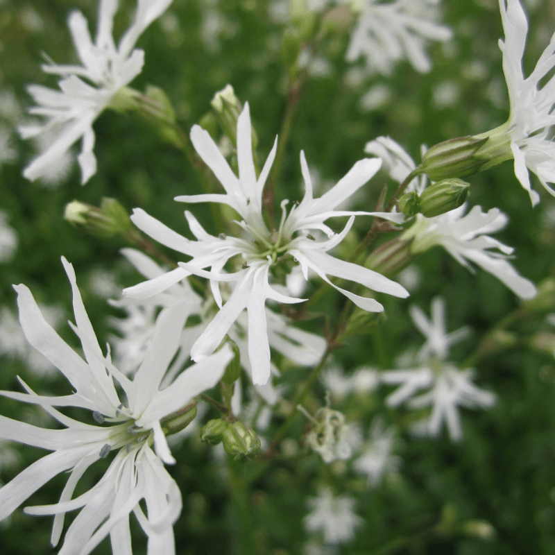 Lychnis Flos Cuculi White Ragged Robin