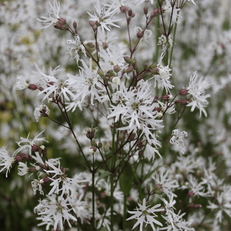 Lychnis Flos Cuculi White Ragged Robin