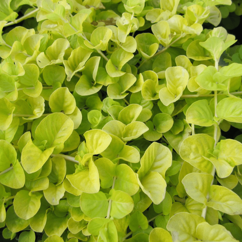 Lysimachia Nummularia Aurea Golden Creeping Jenny