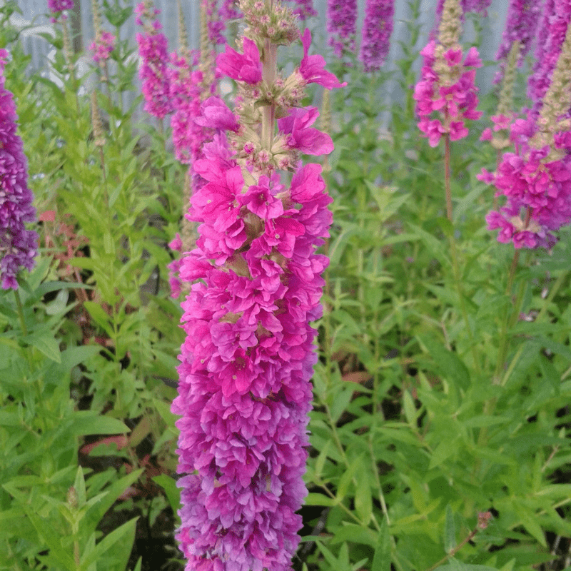 Lythrum Salicaria Robert Loosestrife