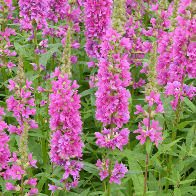 Lythrum Salicaria Robert Loosestrife