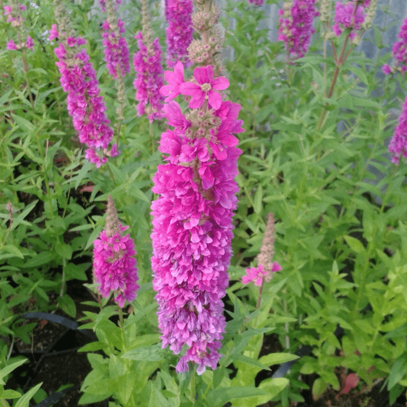 Lythrum Salicaria Robert Loosestrife