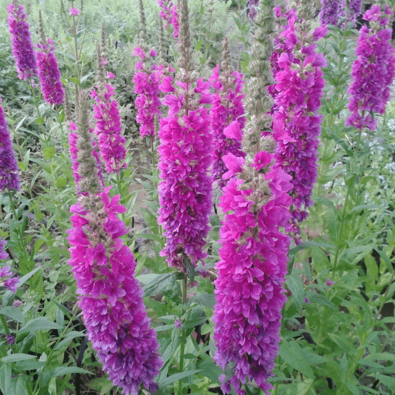 Lythrum Salicaria Robert Loosestrife