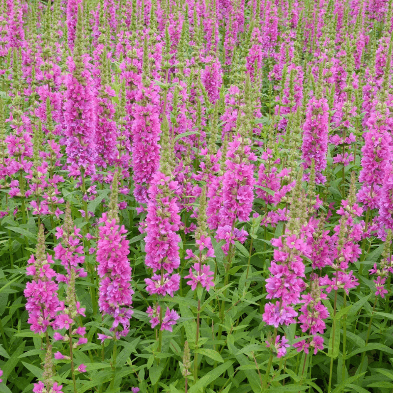 Lythrum Salicaria Robert Loosestrife