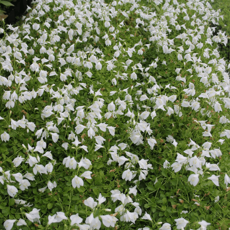 Mazus Reptans Alba White Chinese Marshflower