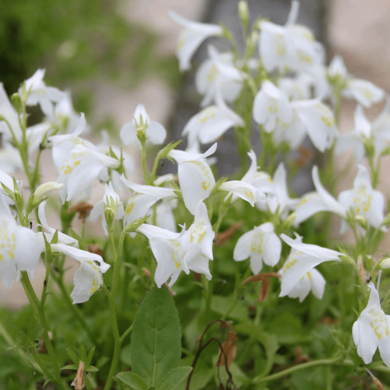 Mazus Reptans Alba White Chinese Marshflower