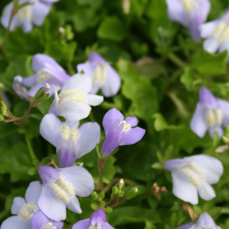 Mazus Reptans Chinese Marshflower