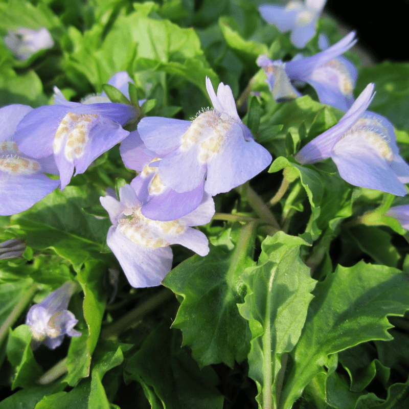 Mazus Reptans Chinese Marshflower