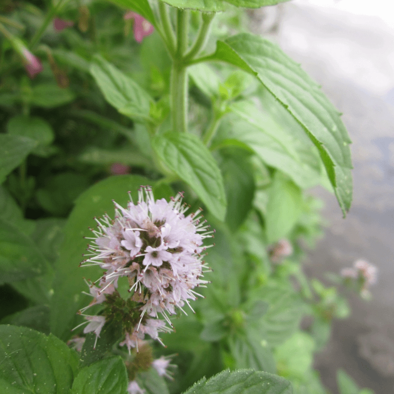 Mentha Aquatica Water Mint