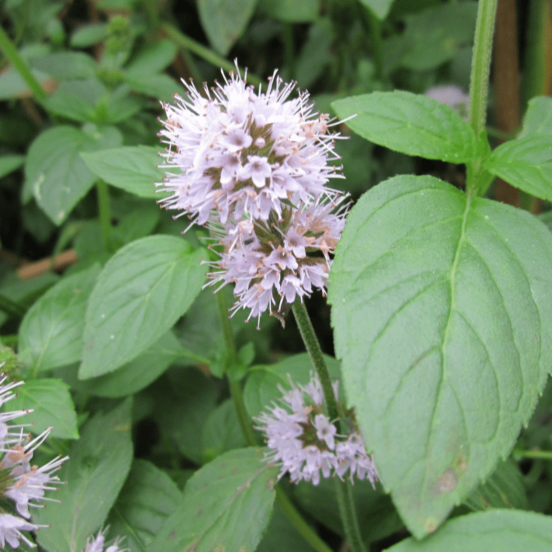 Mentha Aquatica Water Mint