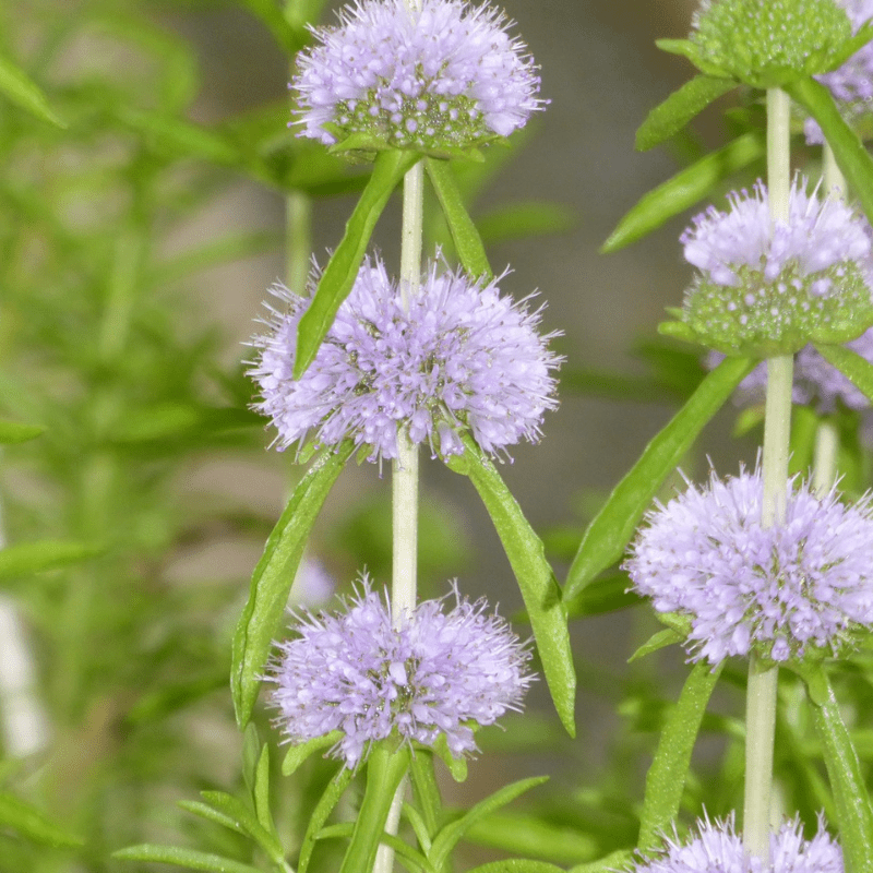 Mentha Cervina Water Spearmint