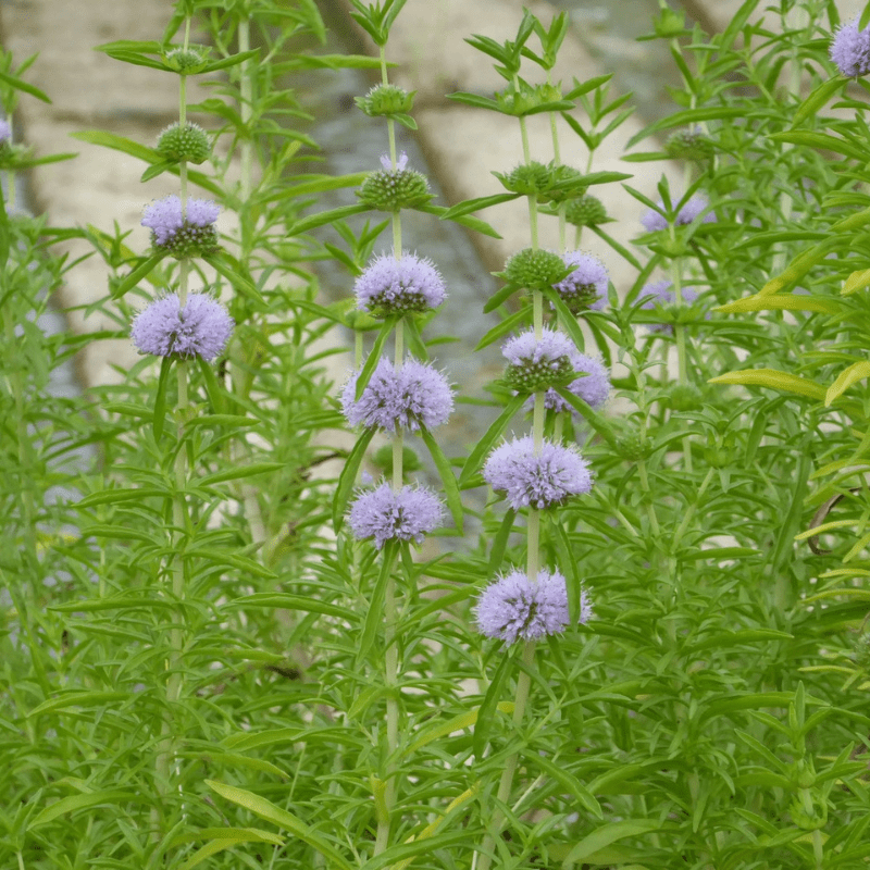 Mentha Cervina Water Spearmint