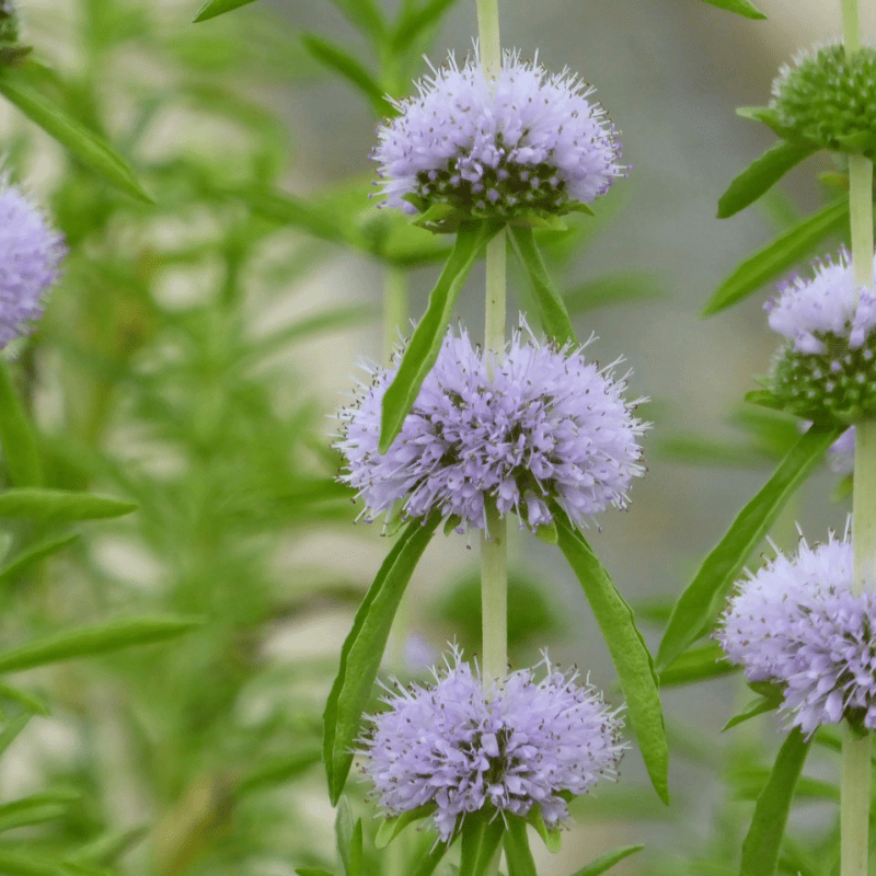 Mentha Cervina Water Spearmint