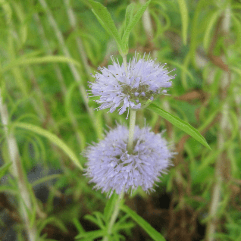 Mentha Cervina Water Spearmint