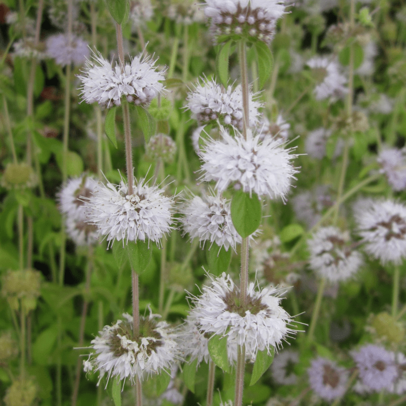 Mentha Pulegium Pennyroyal