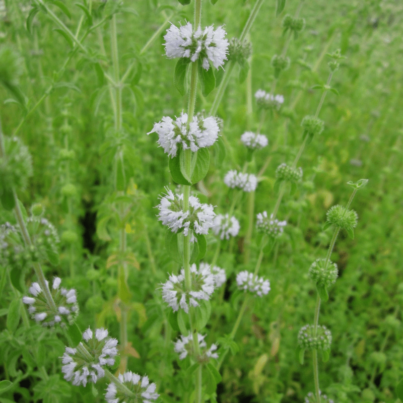 Mentha Pulegium Pennyroyal