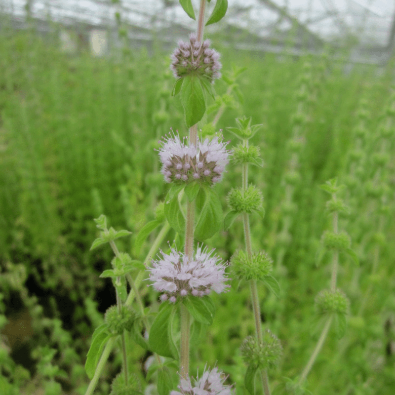 Mentha Pulegium Pennyroyal