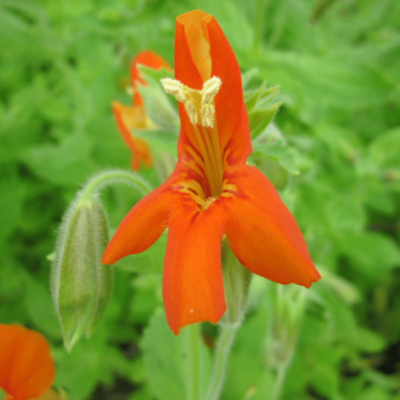 Mimulus Cardinalis Scarlet Monkeyflower