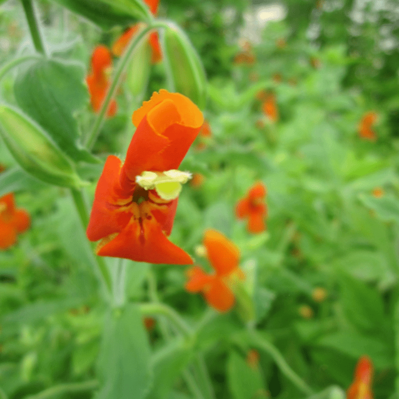 Mimulus Cardinalis Scarlet Monkeyflower