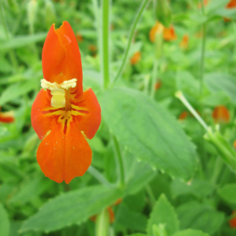 Mimulus Cardinalis Scarlet Monkeyflower