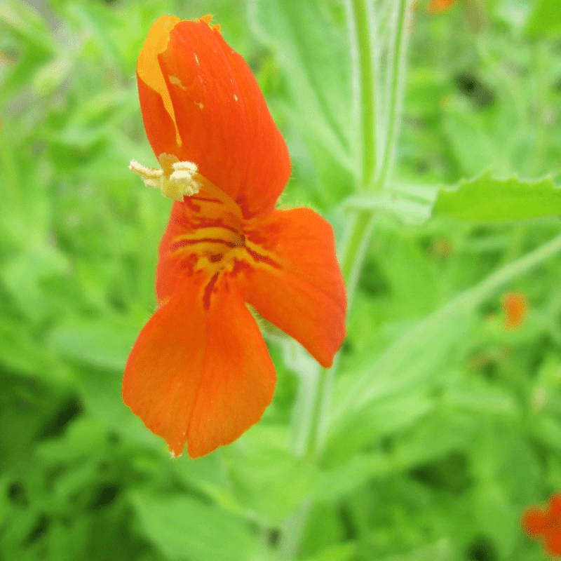 Mimulus Cardinalis Scarlet Monkeyflower