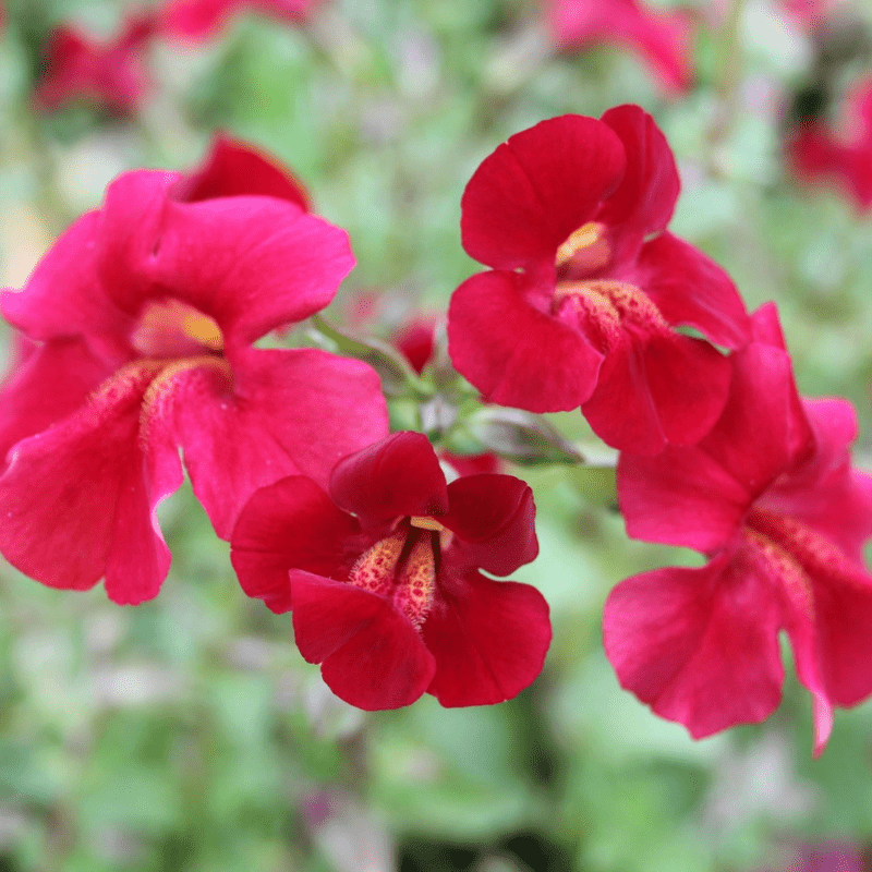 Mimulus Cupreus Red Emperor