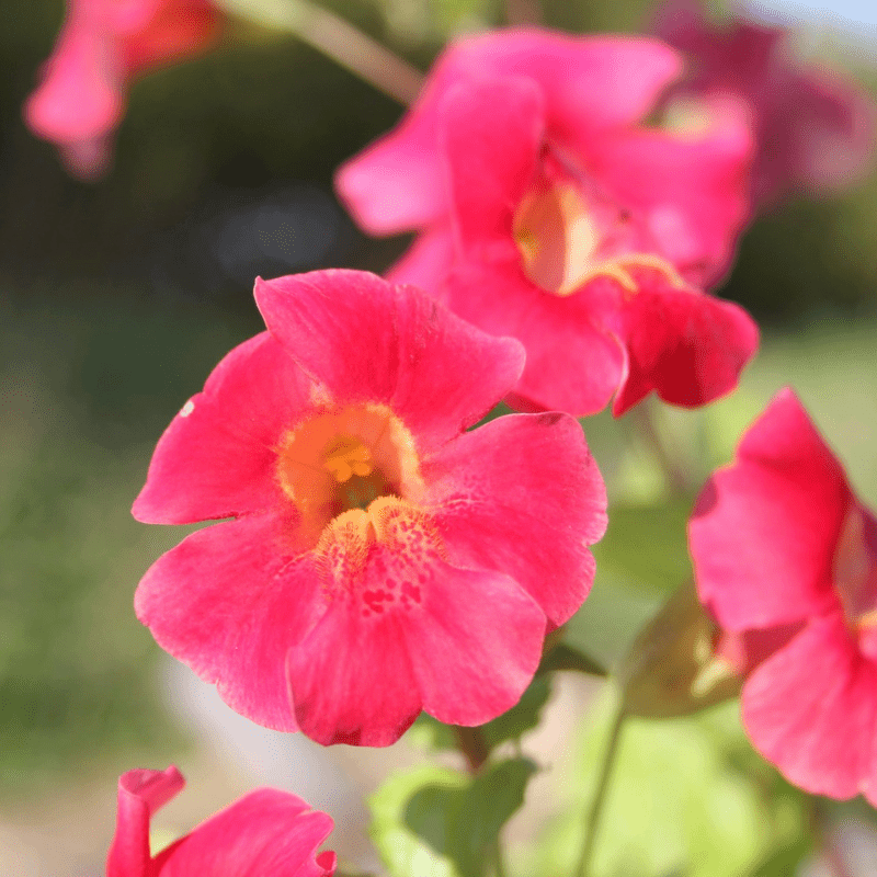 Mimulus Cupreus Red Emperor