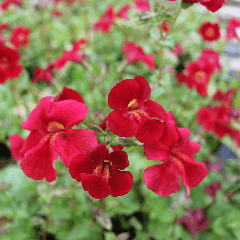 Mimulus Cupreus Red Emperor