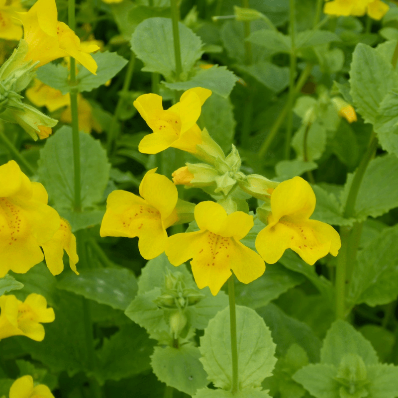 Mimulus Guttatus Common Monkeyflower