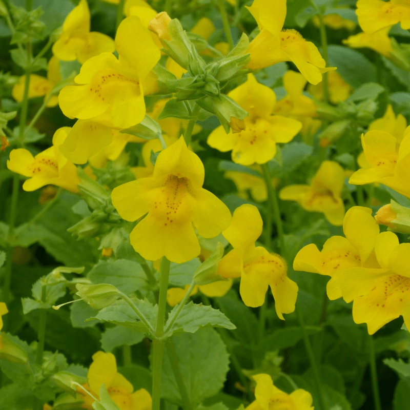 Mimulus Guttatus Common Monkeyflower