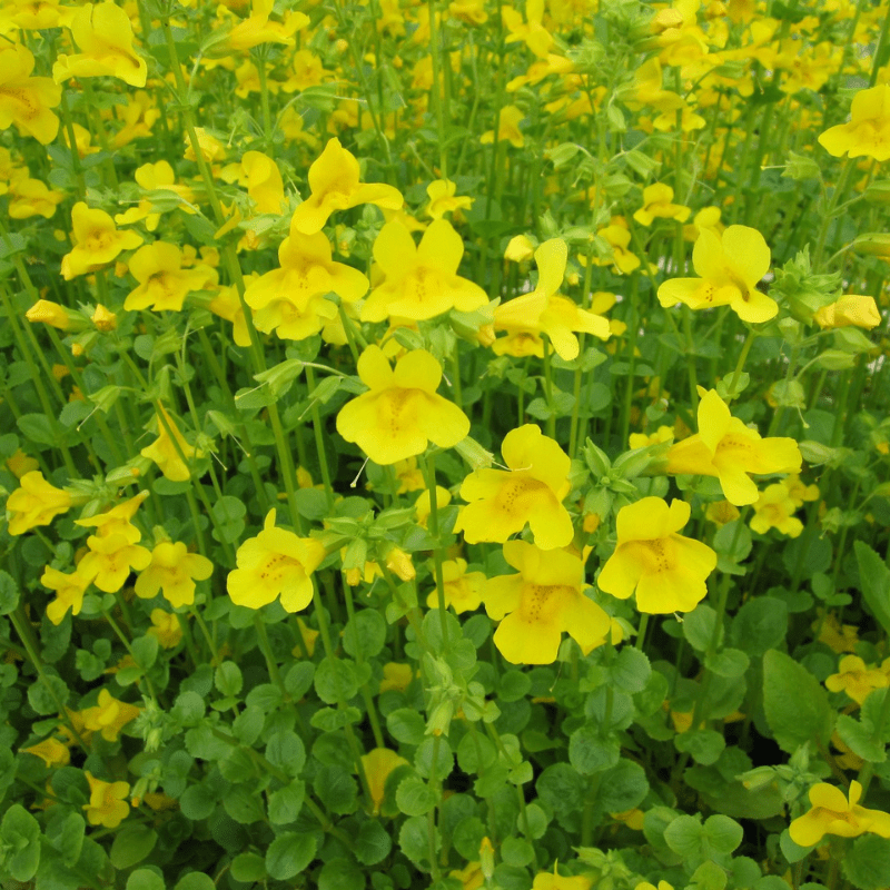 Mimulus Guttatus Common Monkeyflower