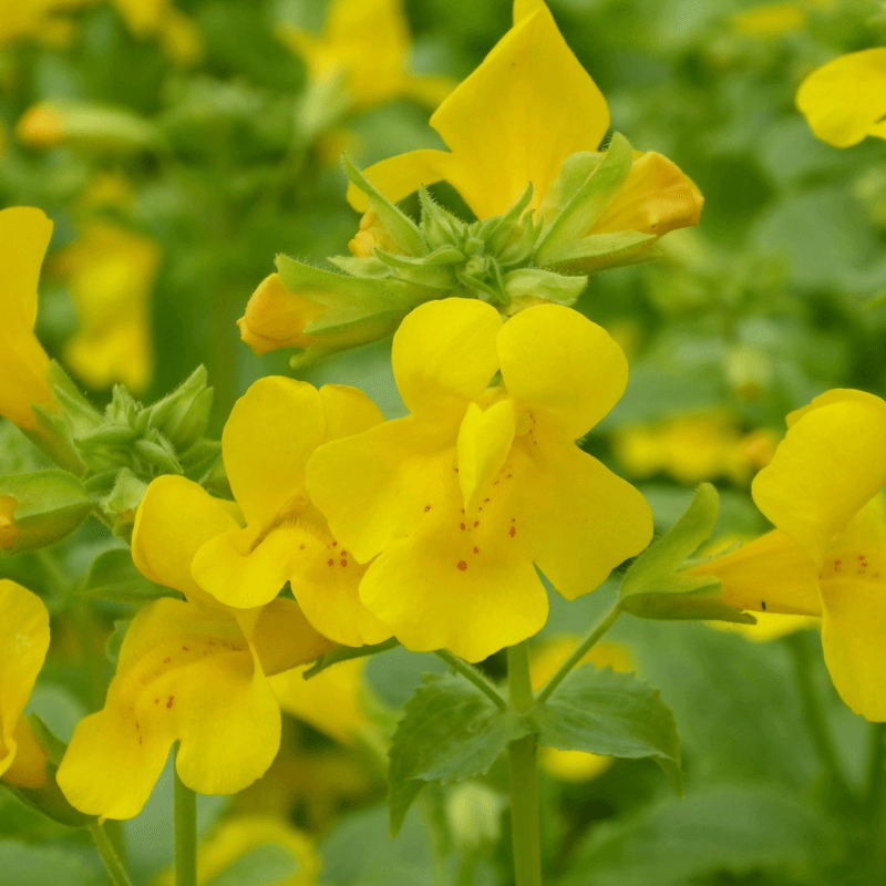 Mimulus Guttatus Common Monkeyflower